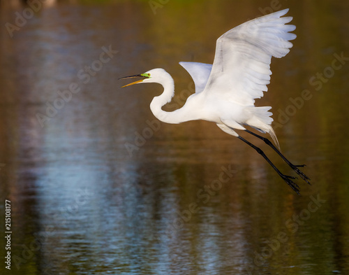 White egret taking flight over pond.CR2