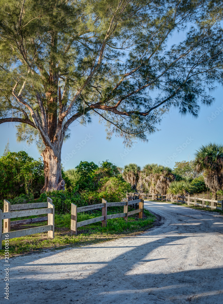 Sandy Florida road leads through cabbage palms in Florida at dawn.tif Sandy Florida road leads through cabbage palms in Florida at dawn.tif