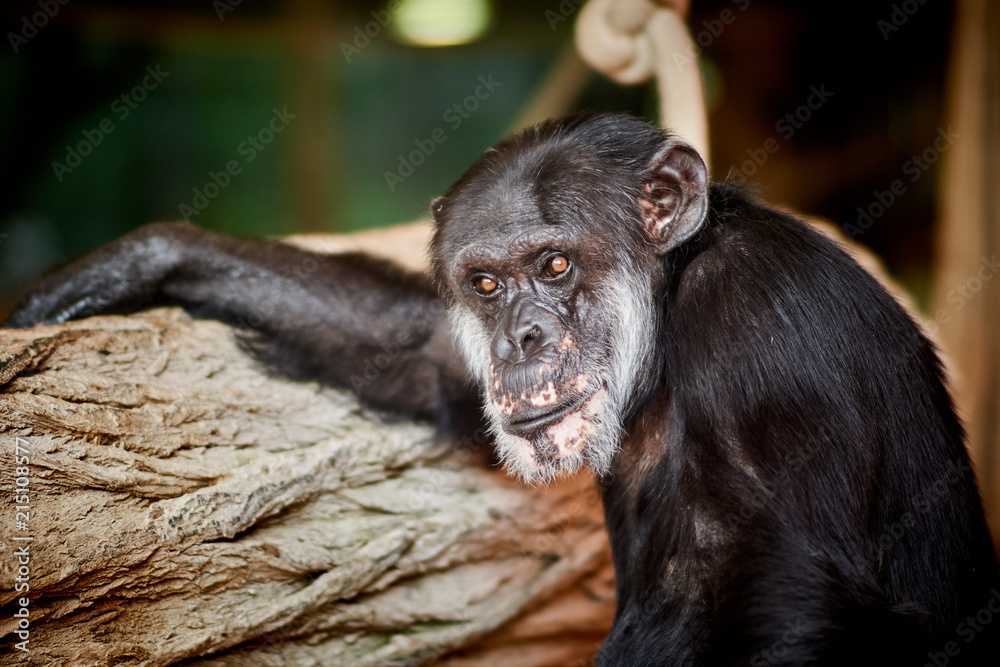 Fototapeta szympans