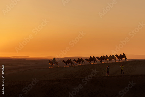 The Camels 