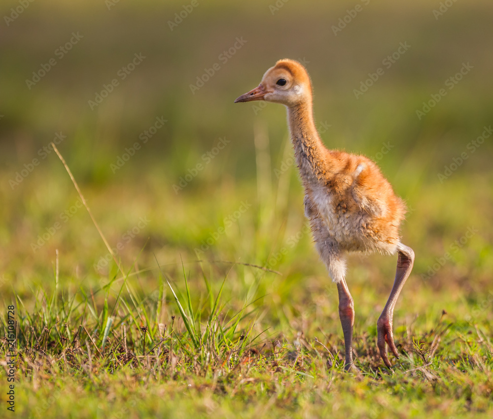 Fototapeta premium Baby Sandhill crane chick about 3 weeks old.