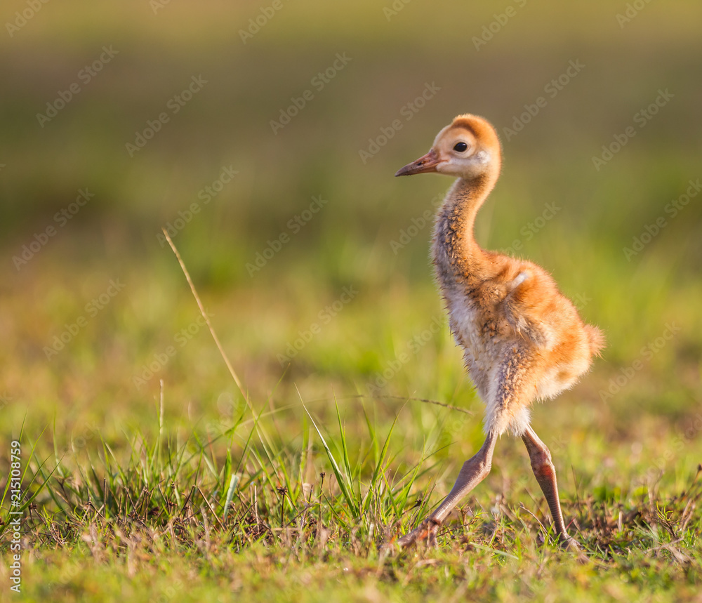 Obraz premium Sandhill crane chick camera right.