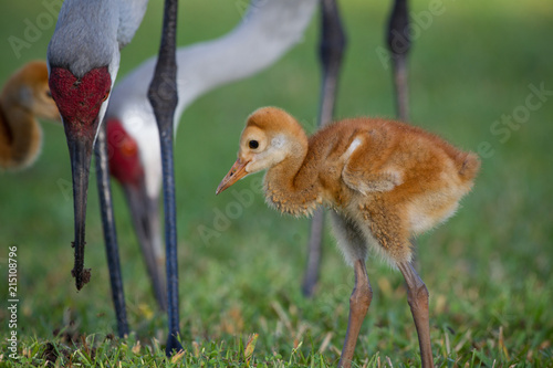 Adorable sandhill crane chick walks under legs of parents.