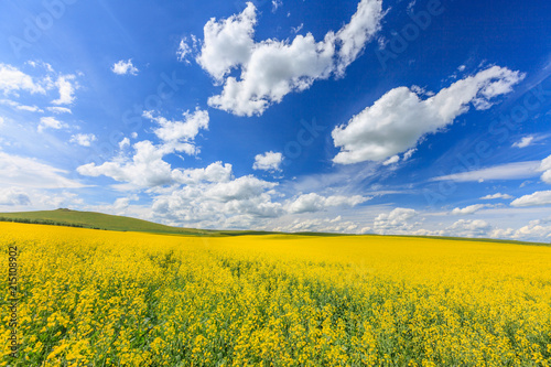 Rape Flower