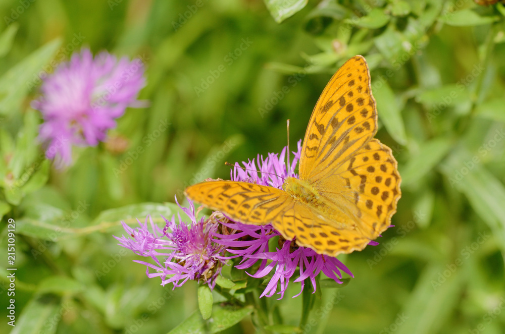 Butterfly drinks nectar from a flower. Butterfly drinks nectar from a flower.
