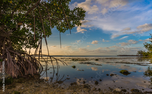 Mangroves drip into water off Key Largo, Florida near sunset.