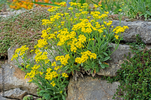 Foto Rockery with yellow flowers