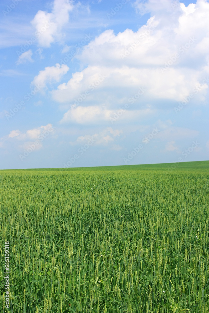 Spikes of wheat in the field