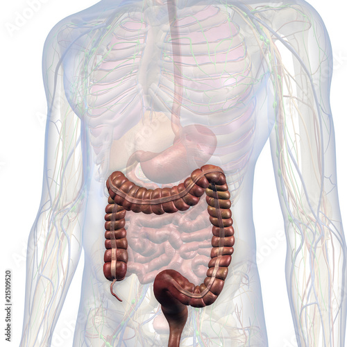 фотографія Male Internal Anatomy of Chest and Abdomen with Large Intestine Highlighted
