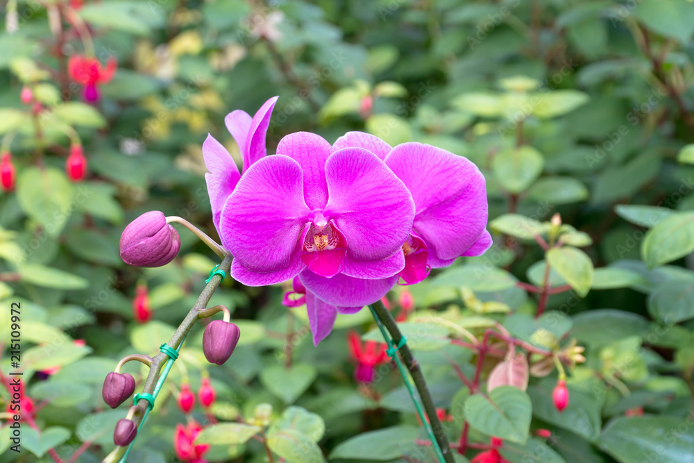 Orchid flower in the garden Orchid flower in the garden