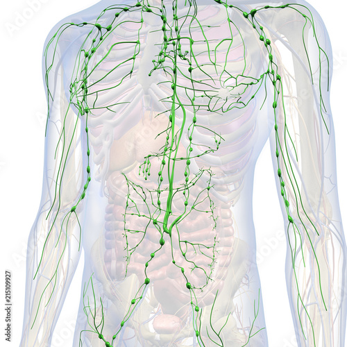Lymphatic System Internal Anatomy in Male Chest and Abdomen