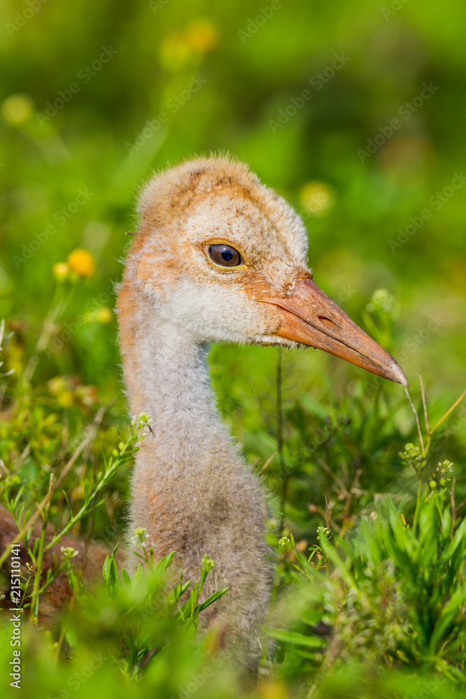 Fototapeta premium Young sandhill crane chick surrounded by spring flowers.