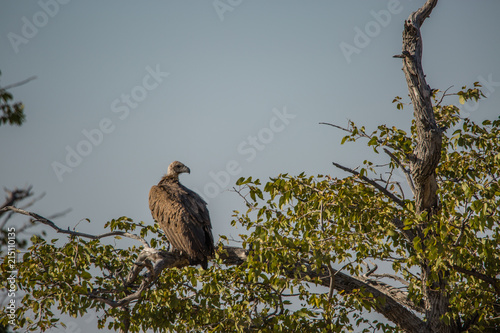 Geier im Etosha NP