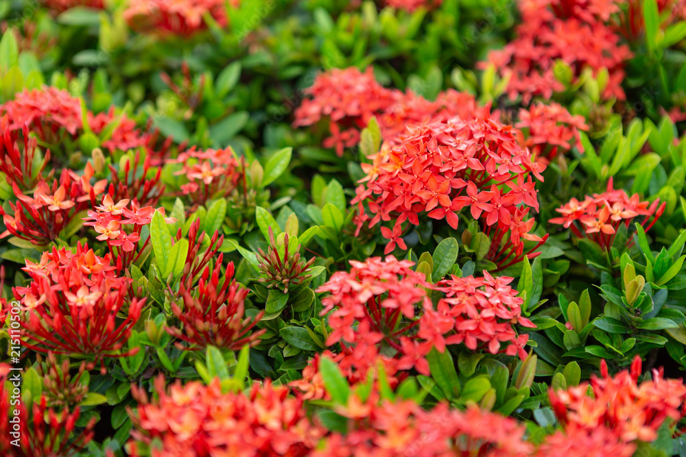 Beautiful Red spike flower,King Ixora blooming (Ixora chinensis) and green leaves. spike flower in the garden with natural background.