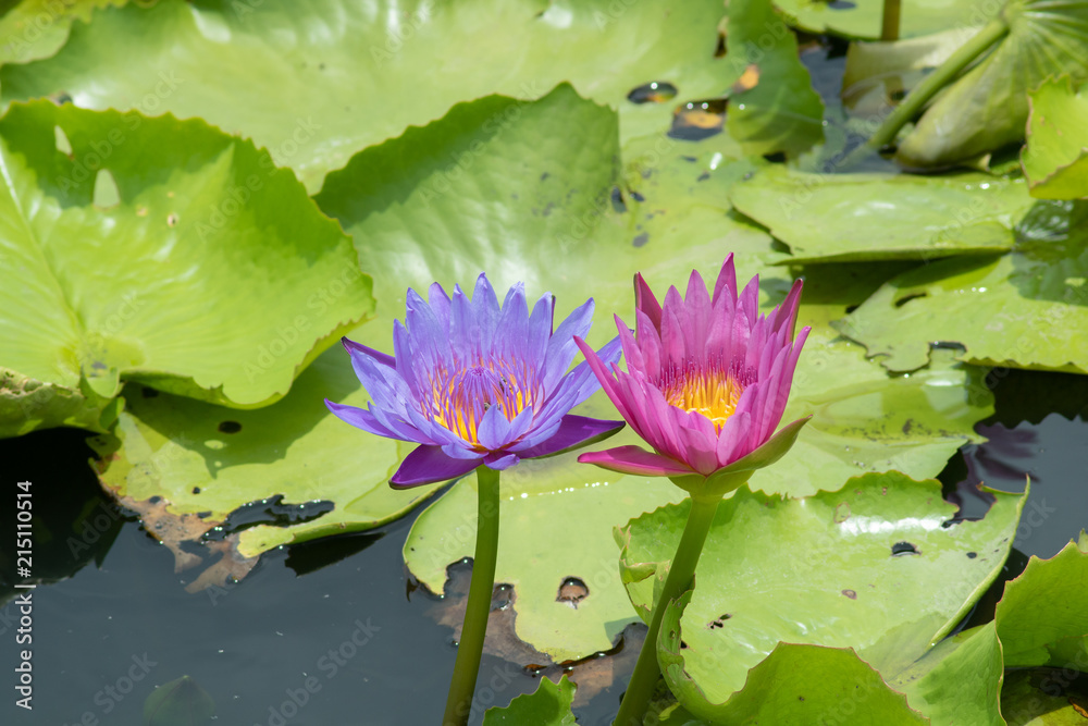 pink and purple water lily with green leaves in the pond pink and purple water lily with green leaves in the pond