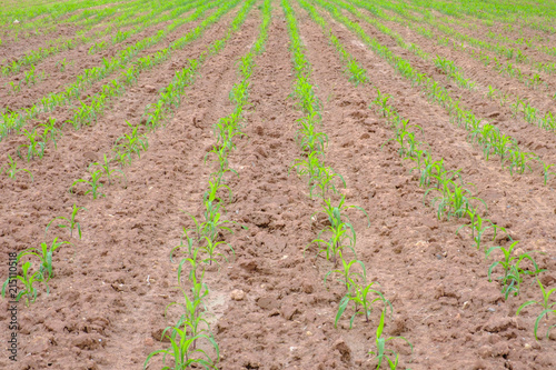 Young green corn field landscape