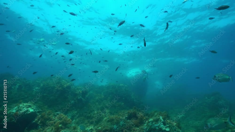 Shoal of Mediterranean fishes under sea over a rocky seabed, underwater scene, marine reserve of Cerbere Banyuls, Pyrenees-Orientales, Roussillon, France
Shoal of Mediterranean fishes under sea over a rocky seabed, underwater scene, marine reserve of Cerbere Banyuls, Pyrenees-Orientales, Roussillon, France