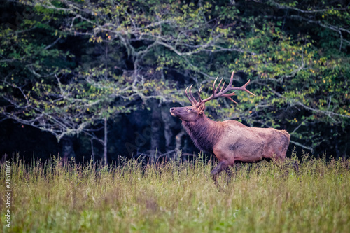 Male bull elk sniffs the air for scent during rut in Autumn.
