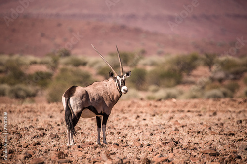 Oryx in Kalahari