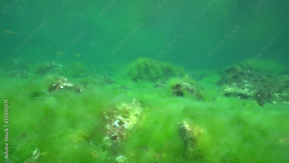 Rocky seabed in shallow water covered by filamentous algae in the Mediterranean sea, underwater scene, Catalonia, Costa Brava, Cap de Creus, Spain
Rocky seabed in shallow water covered by filamentous algae in the Mediterranean sea, underwater scene, Catalonia, Costa Brava, Cap de Creus, Spain