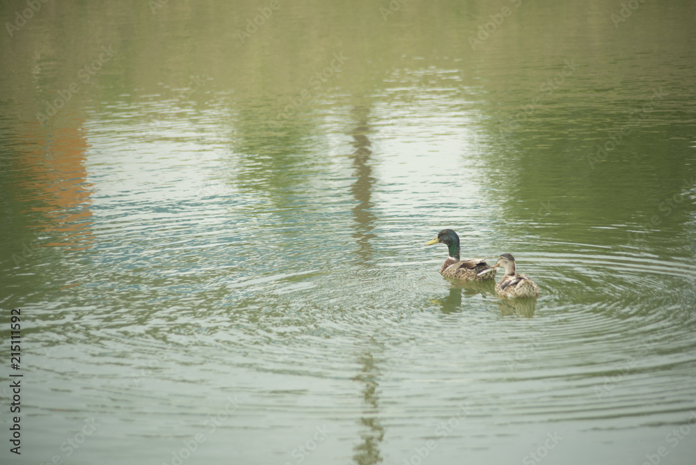 Ducks in a pond Ducks in a pond