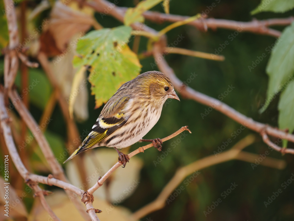 Eurasian Siskin (Carduelis spinus) in the woodland Eurasian Siskin (Carduelis spinus) in the woodland