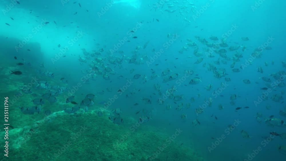 Shoal of fish common two-banded sea bream, Diplodus vulgaris, underwater in the Mediterranean sea, marine reserve of Cerbere Banyuls, Pyrenees-Orientales, Roussillon, France
Shoal of fish common two-banded sea bream, Diplodus vulgaris, underwater in the Mediterranean sea, marine reserve of Cerbere Banyuls, Pyrenees-Orientales, Roussillon, France
