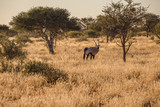 Oryx at Kalahari