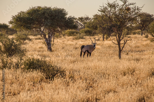 Oryx at Kalahari © Denise M