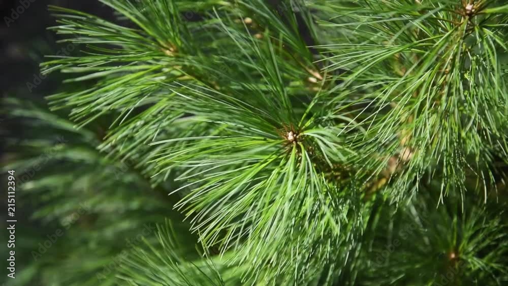 Pine twigs with long and green needles in the little wind. Pine twigs with long and green needles in the little wind.
