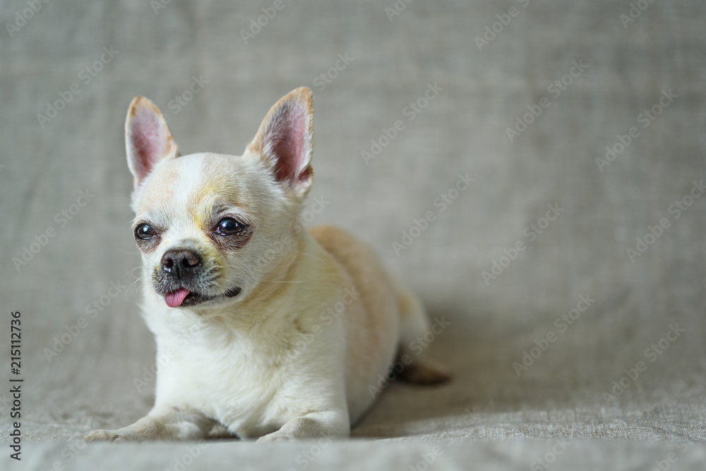 portrait of a chihuahua on a gray background