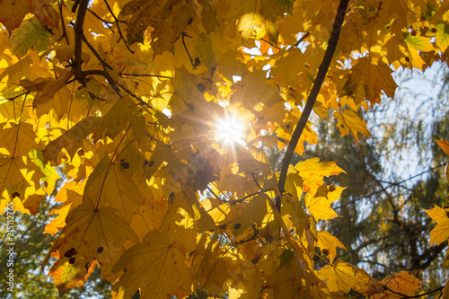 yellow maple leaf