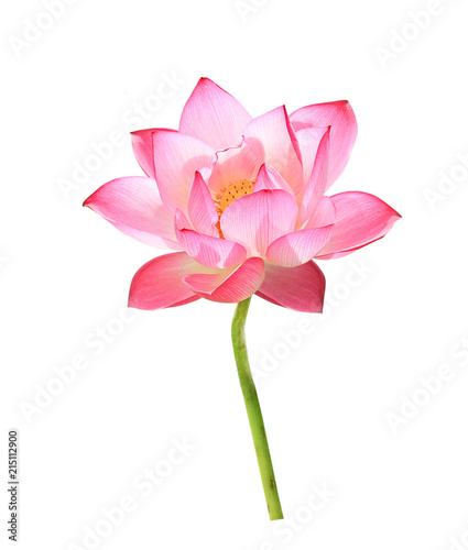 lotus flower isolated on white background