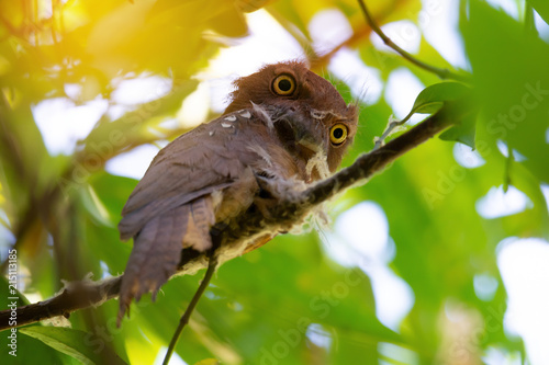 Mysterious bird..Frogmouth bird with big eyes looking backward at photographer while perching on a nest branch,low angle view. photo
