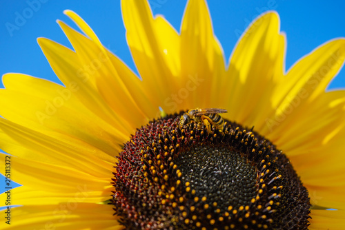 closeup of a bee on a sunflower blossom