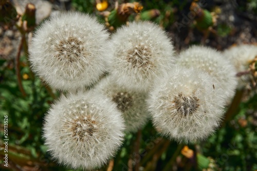 Dandelions