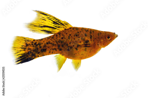 Aquarium fish isolated white backgrund photo