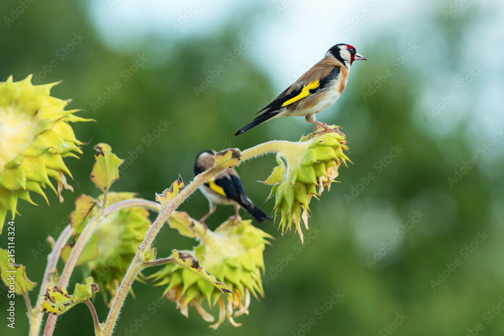 colorful goldfinches on ripe sunflowers colorful goldfinches on ripe sunflowers