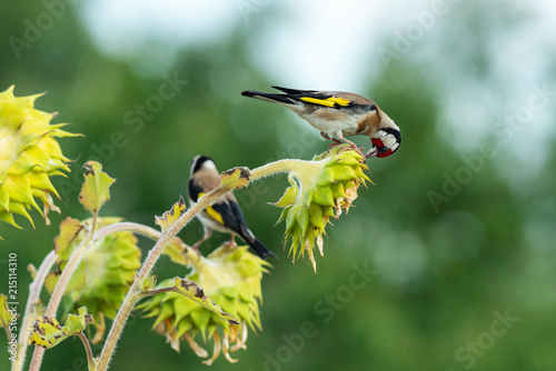 colorful goldfinches on ripe sunflowers