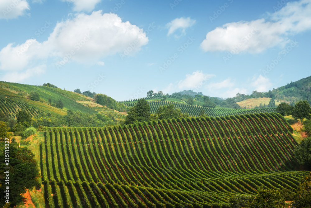 Amazing rural landscape with green vineyard on Italy hills. Vine making background Amazing rural landscape with green vineyard on Italy hills. Vine making background