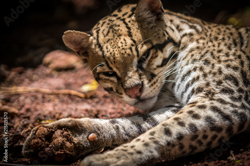 Jaguatirica / Ocelot (Leopardus pardalis) photo