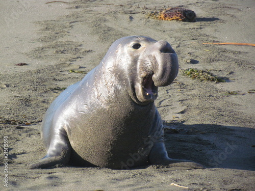 éléphant de mer 