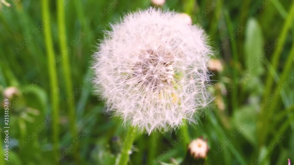 Macro video shooting motion of blossoming dry dandelion flowers close-up from wind on the street Macro video shooting motion of blossoming dry dandelion flowers close-up from wind on the street