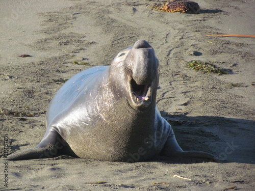 éléphant de mer