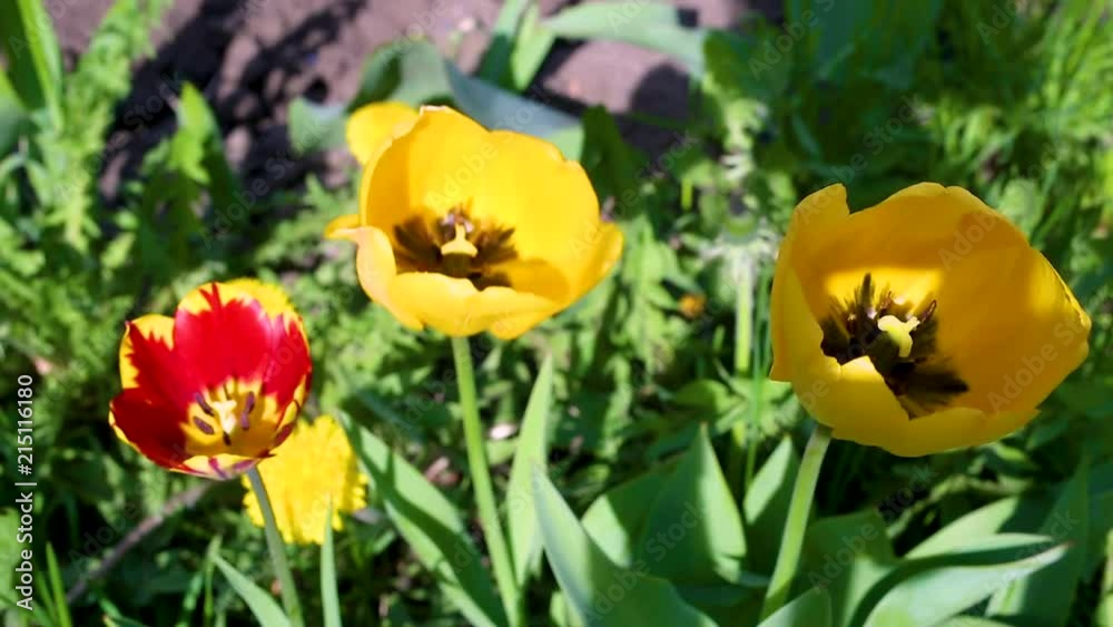 Macro video shooting motion of blossoming tulip flowers close-up from the wind in the sun Macro video shooting motion of blossoming tulip flowers close-up from the wind in the sun