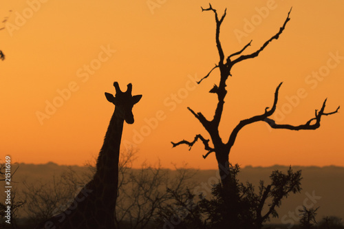 Portrait of wild free roaming giraffe