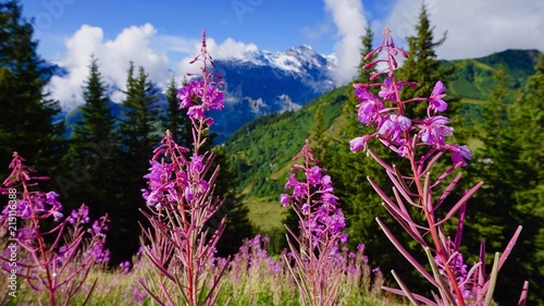 Swiss Alps Flowers