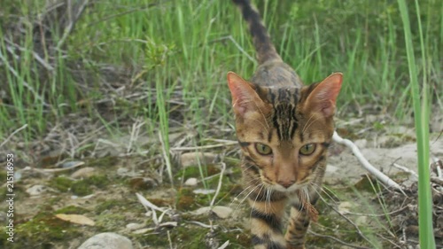 One cat bengal walks on the green grass. Bengal kitty learns to walk along the forest. Asian leopard cat tries to hide in the grass. Reed domesticated cat in nature. Domestic cat on beach near river. photo