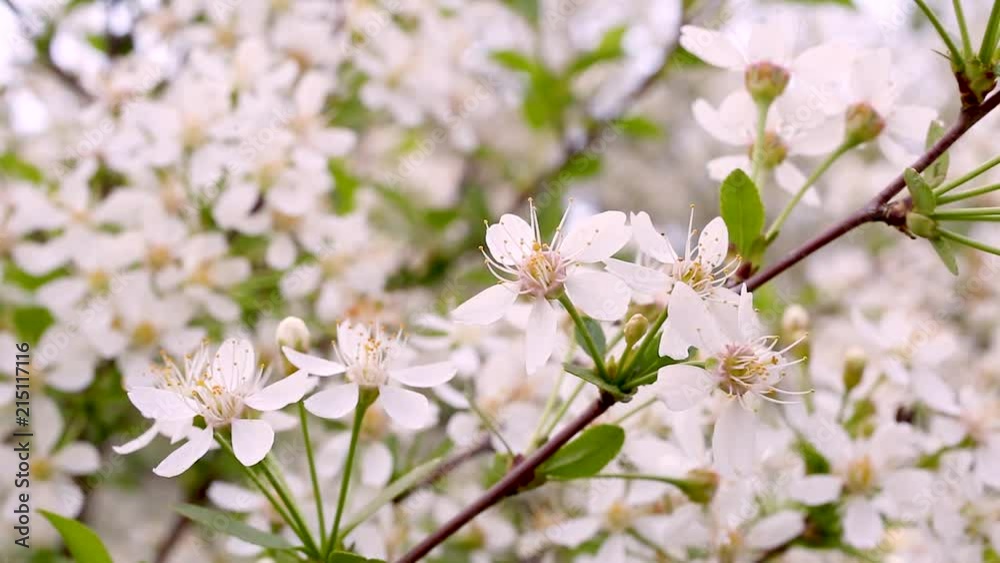 Macro video filming motion blossoming apple blossoms close-up from wind on the street Macro video filming motion blossoming apple blossoms close-up from wind on the street