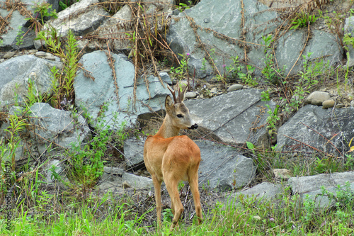 Obraz na płótnie Roe deer walking on the rock hill w salonie